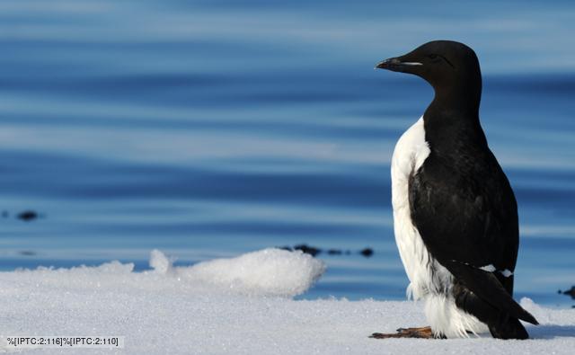 Thick-billed guillemot standing on ice