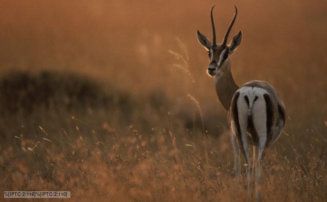 Thomson's gazelle on savanna at sunrise