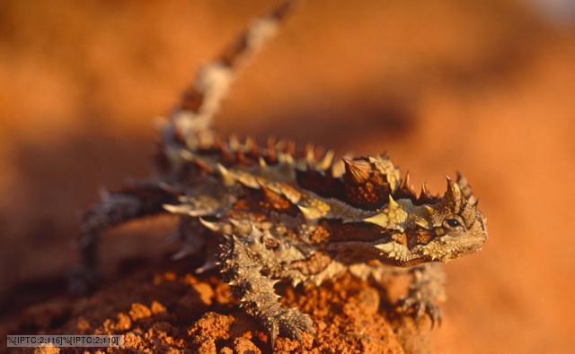 Picture of Thorny Devil , Thorny Devil pictures to print, Cute Thorny Devil pictures, Picture of Thorny Devil , Thorny Devil pictures free