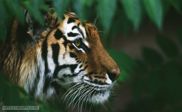 images on tigers