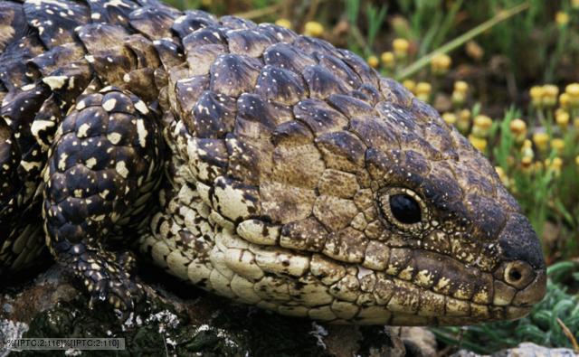 Portrait of a shingleback lizard