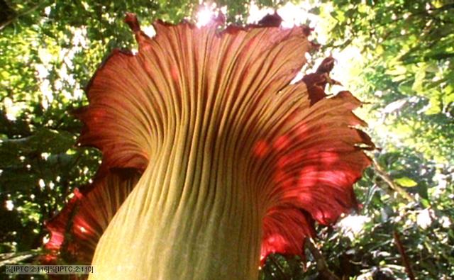 A giant titan arum flower