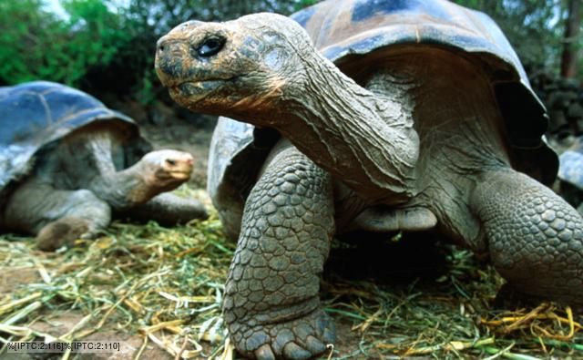 Bbc Galapagos Tortoise Diet