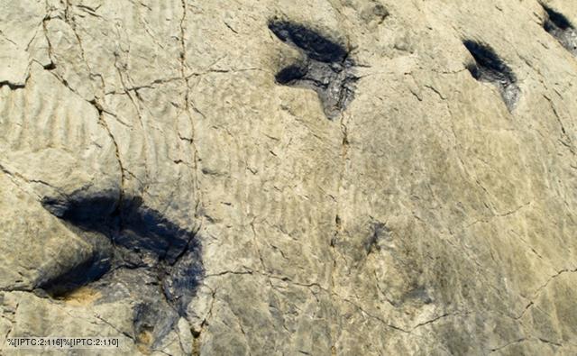 tracks fossils