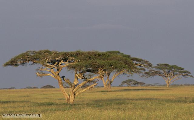 Vegetation Found In The African Savannah