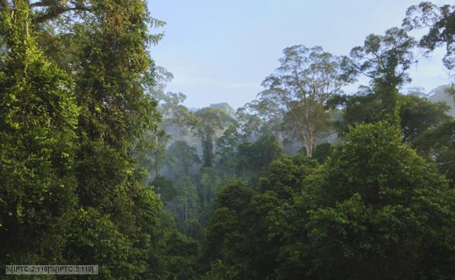 moist tropical forests