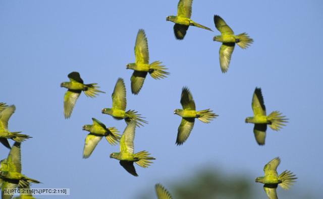 A flock of peach-fronted parakeets in flight