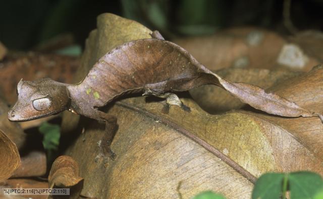 flat tailed gecko