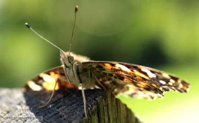 Painted lady butterfly resting on stone wall