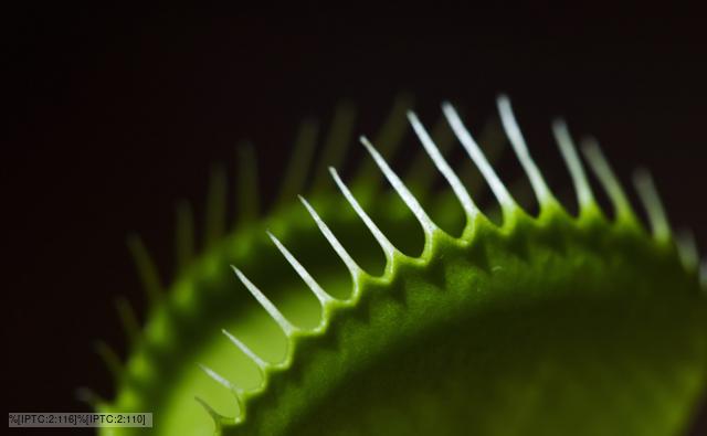 Close-up of a venus flytrap