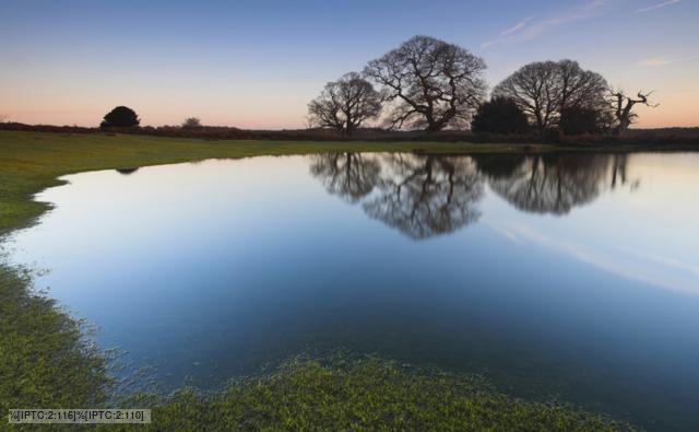Pond in England's New Forest National Park