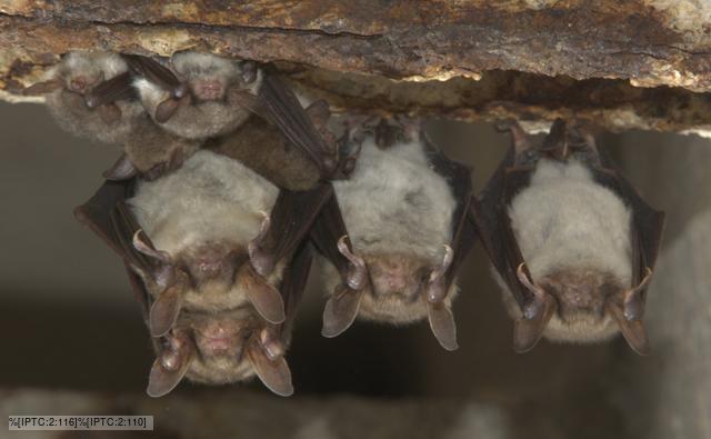 Greater mouse-eared bat and Natterer's bat roosting