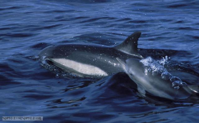 Common dolphin with a newborn calf that is still showing foetal folds