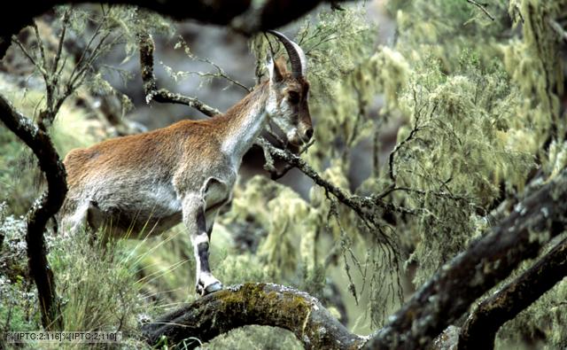 Walia ibex in Semien Mountain National Park