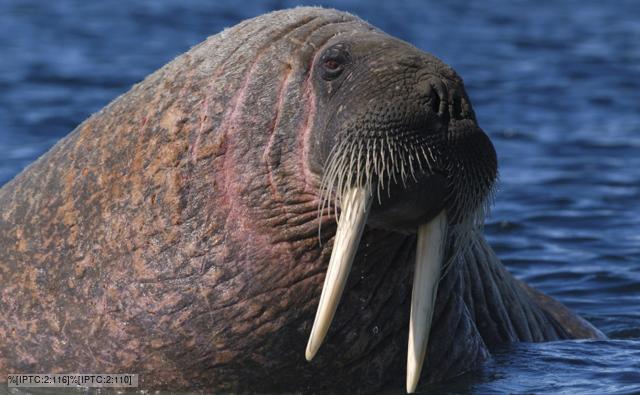 Walrus with lower half submerged in water