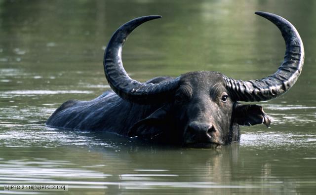 water_buffalo_1.jpg