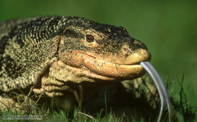 A two-banded water monitor