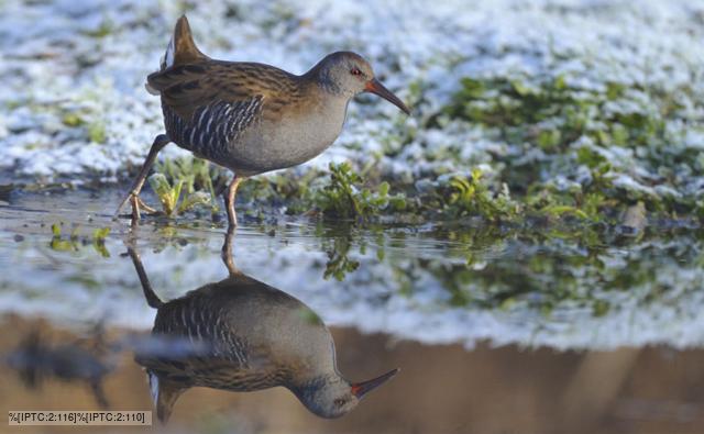 A wading water rail