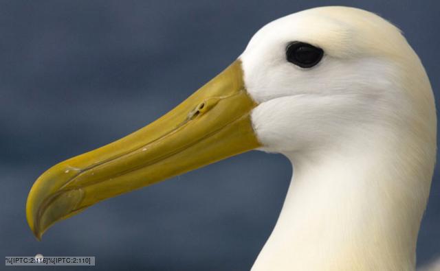 Profile of a waved albatross