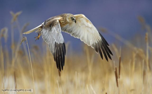 Marsh Harrier in flight over reed bed