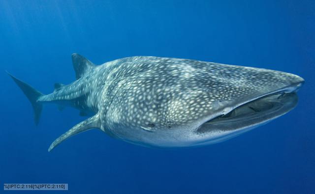 Whale Shark Feeding