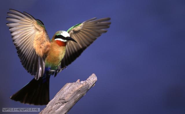 A white-fronted bee-eater landing on a perch