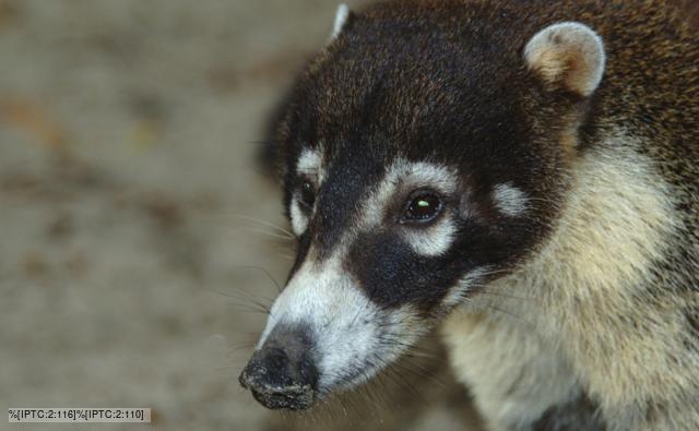 Portrait of a white-nosed coati
