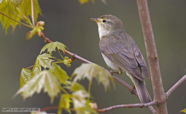 Willow warbler perched on a branch
