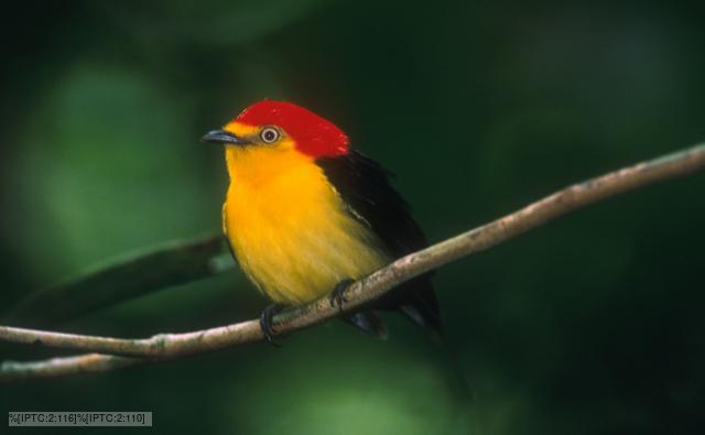wire-tailed_manakin_1.jpg