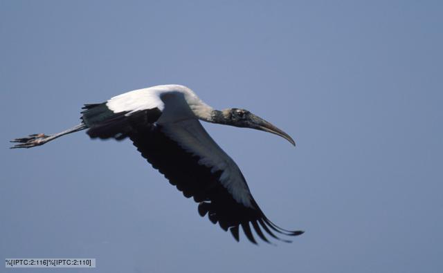 American wood ibis in flight