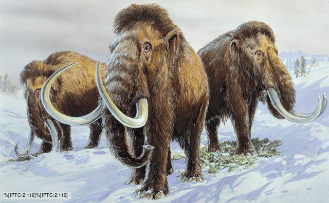 A Woolly Mammoth