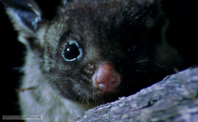 Close-up of a yellow-bellied glider at night