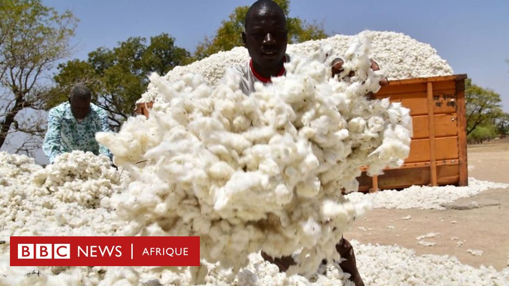 Coton Le Burkina Table Sur Une Production De 800 000 Tonnes Bbc News Afrique 6757