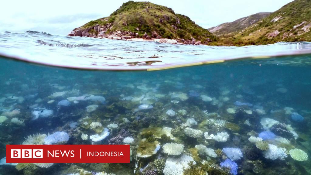 Perubahan Iklim Terumbu Karang Dunia Memutih Akibat Panas Laut Yang