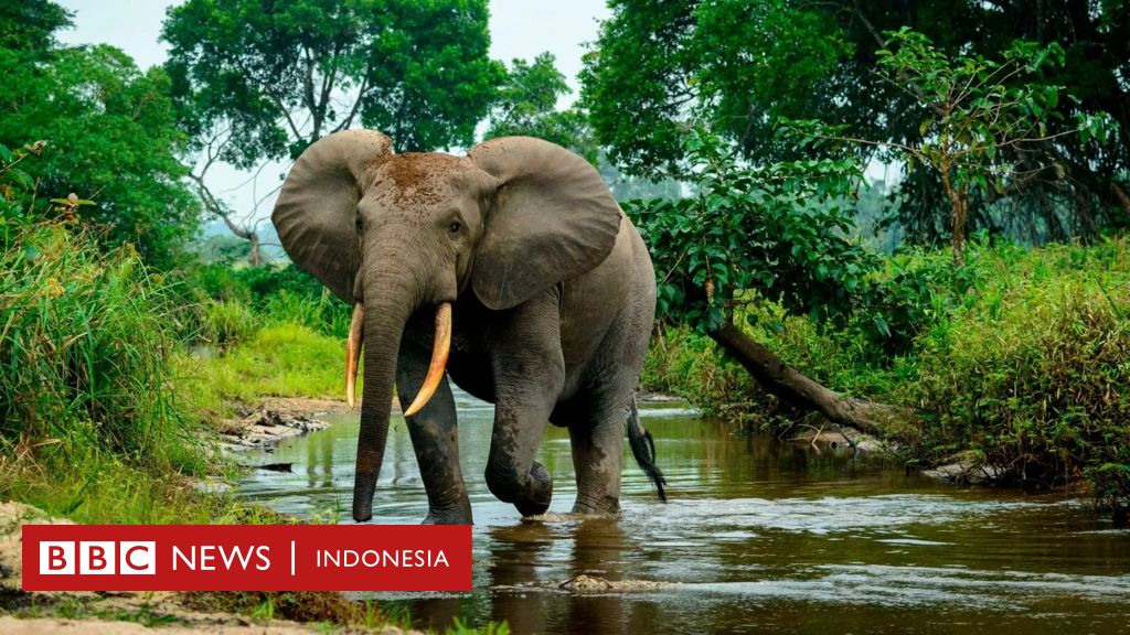 Bagaimana Gajah Hutan Afrika Membantu Memerangi Perubahan Iklim BBC