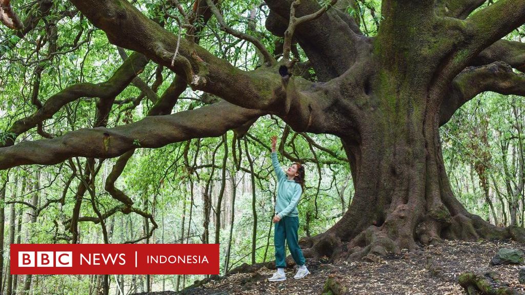 Perubahan Iklim Bagaimana Pohon Pohon Purba Mengungkap Suhu Terpanas