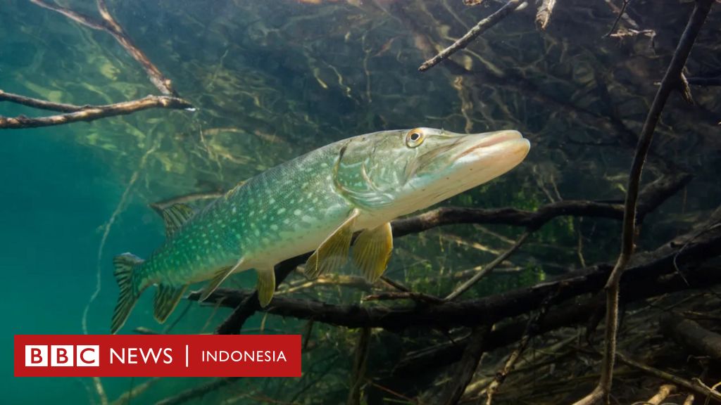 Benarkah Ikan Mas Yang Dibawa 500 Tahun Lalu Mengancam Spesies Asli Di