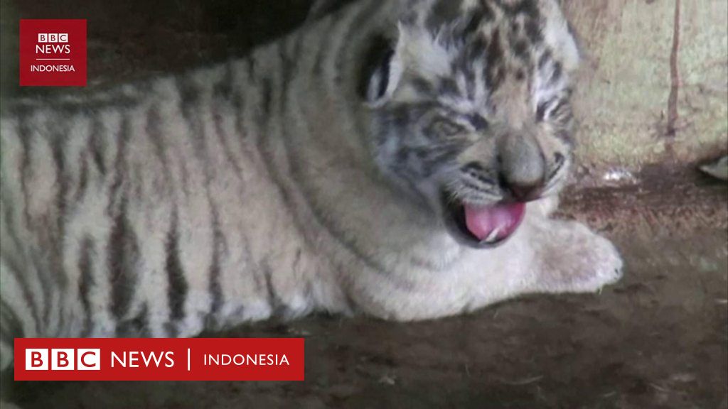 Dua bayi harimau benggala lahir di Kebun Binatang Medan - BBC News