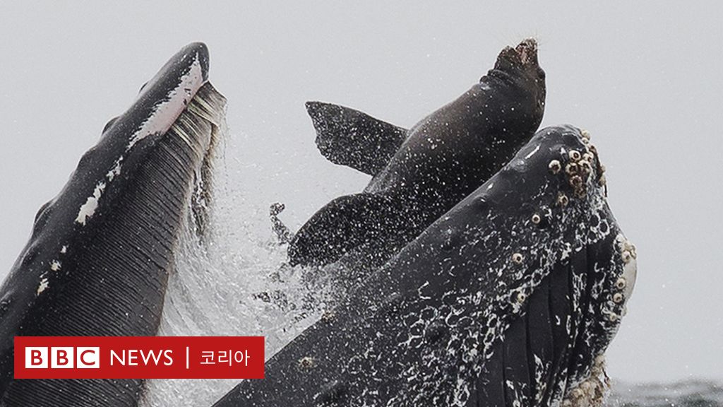 _108111477_whale2.jpg