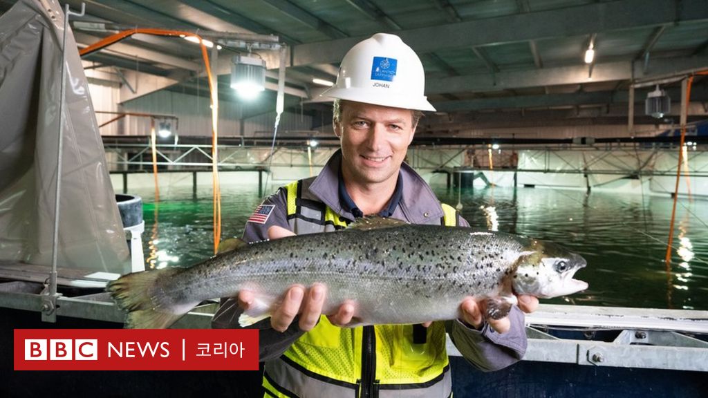 미래의 연어는 땅에서 난다 BBC News 코리아