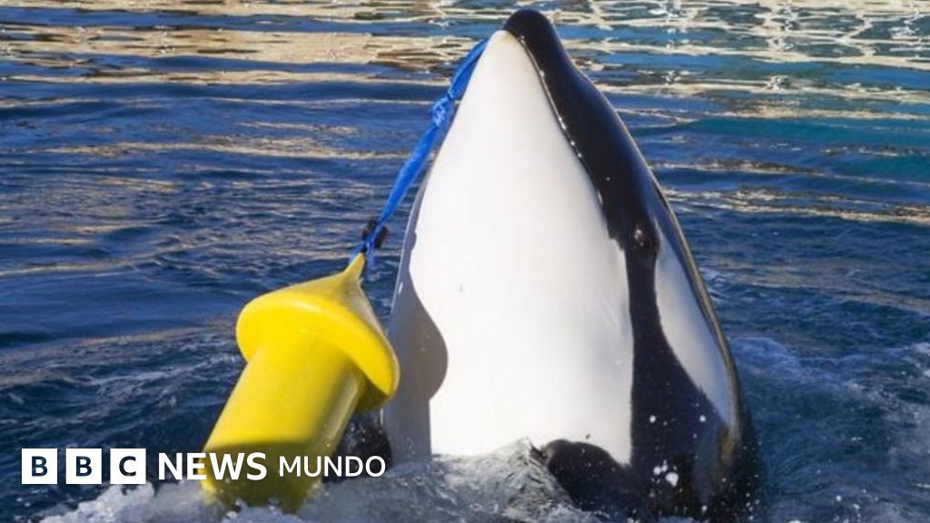 Como Se Dice Ballena En Ingles