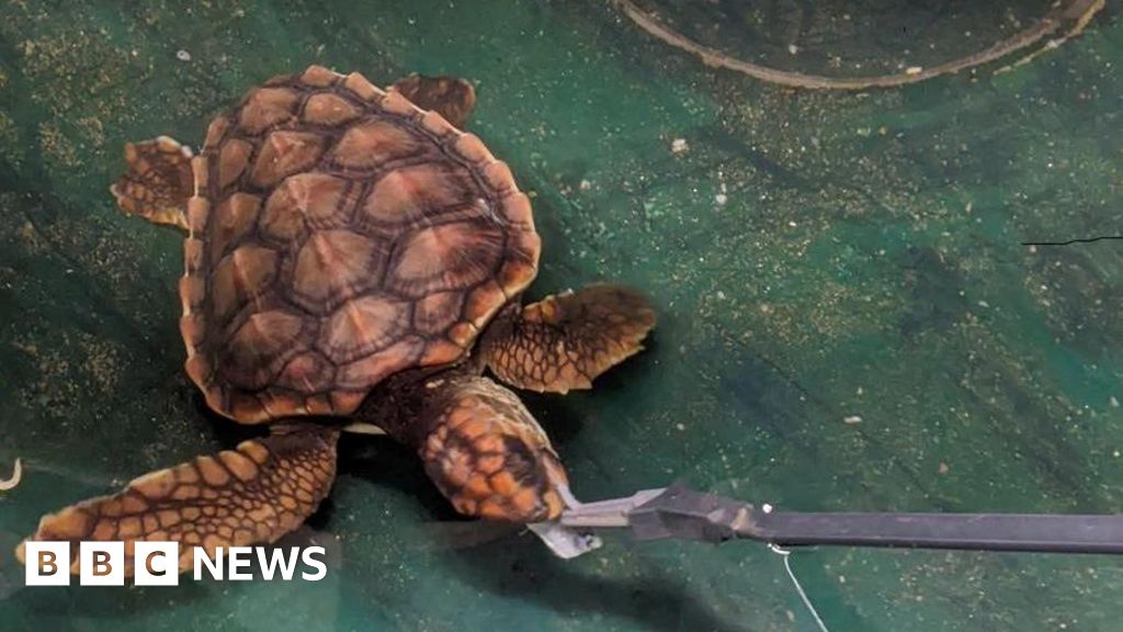 Stranded Loggerhead Turtles Receive Treatment In Cornwall Bbc News