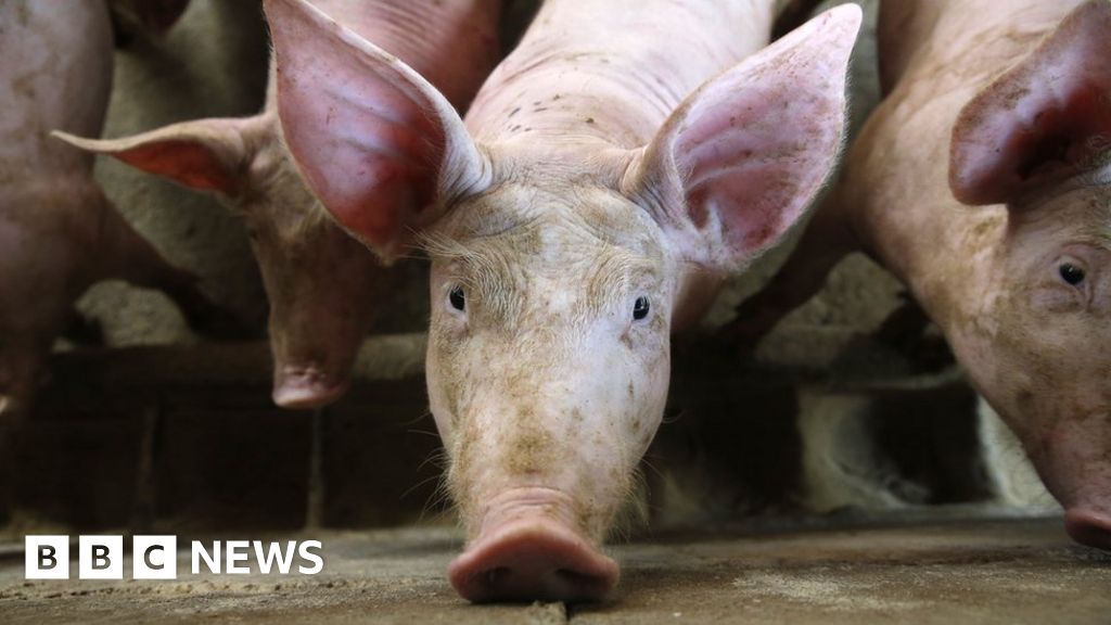Swine fever: How is Asia coping with the outbreak?