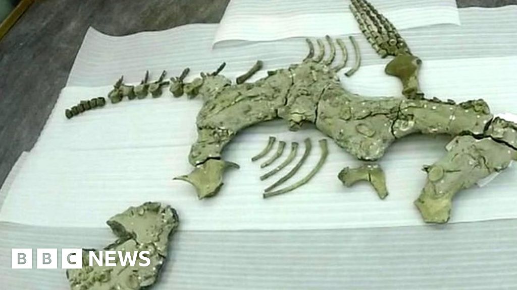 Huge Sea Reptile Fossil Found Near Peterborough Bbc News