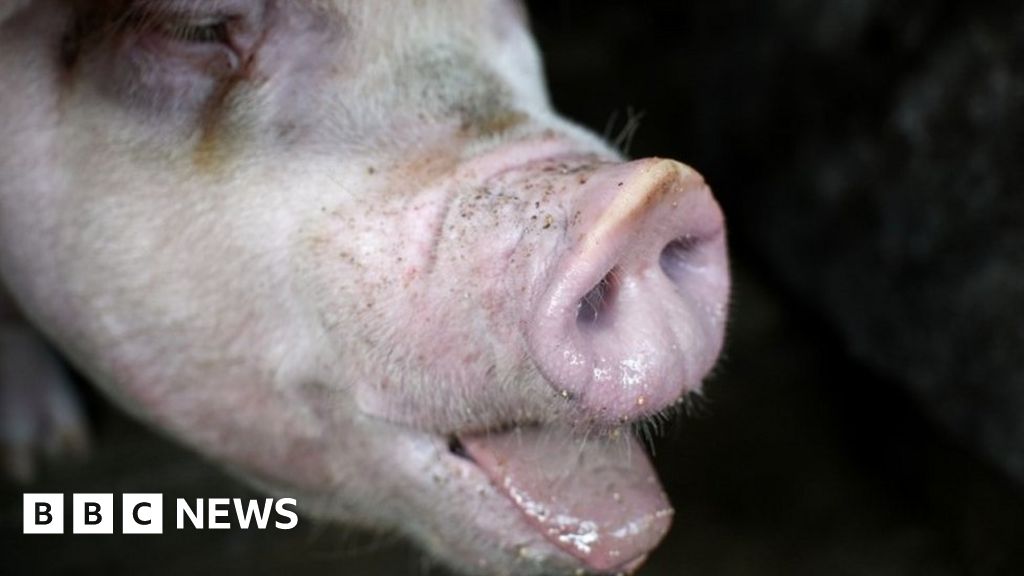 African Swine Fever Boar With Virus Found In Demilitarised Zone Bbc News