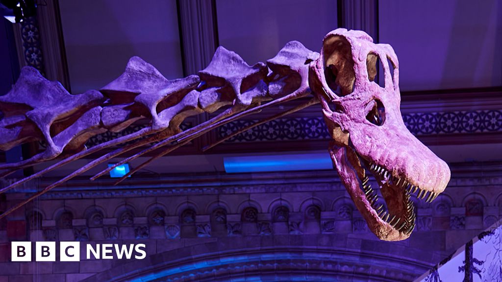 Gigantic Dinosaur Skeleton On Show In London BBC News