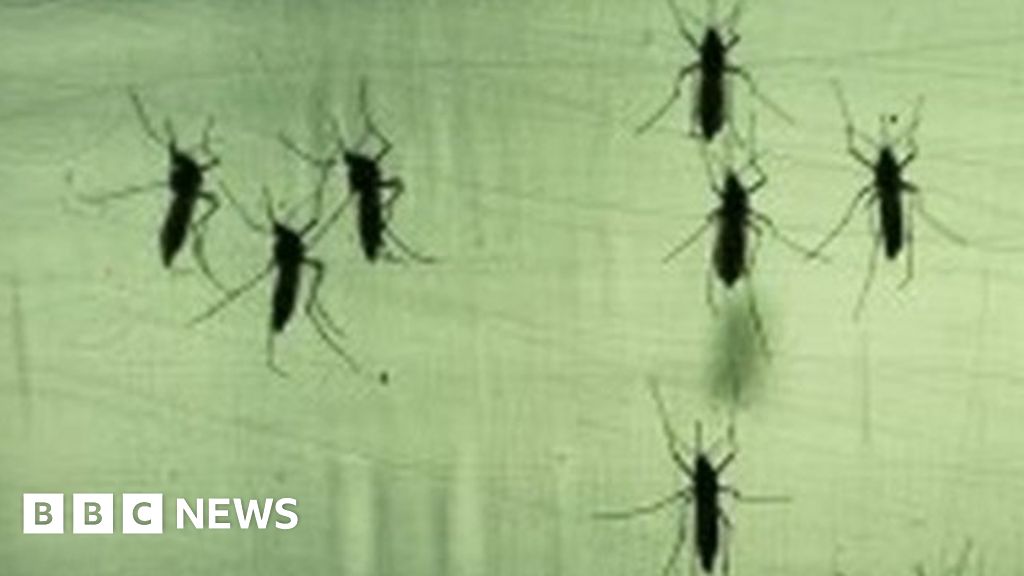 Tackling Brazil S Zika Virus Crisis Bbc News