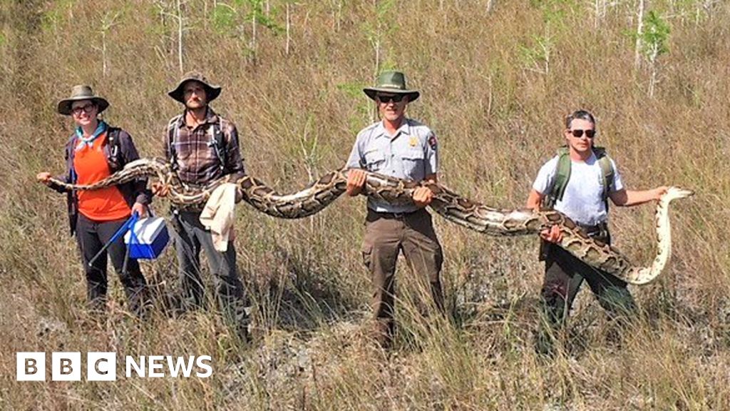 Florida Python Massive Pregnant Snake Caught Using New Approach