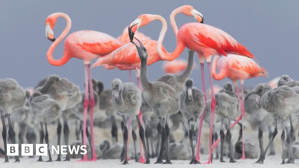 In Pictures Bird Photographer Of The Year Bbc News