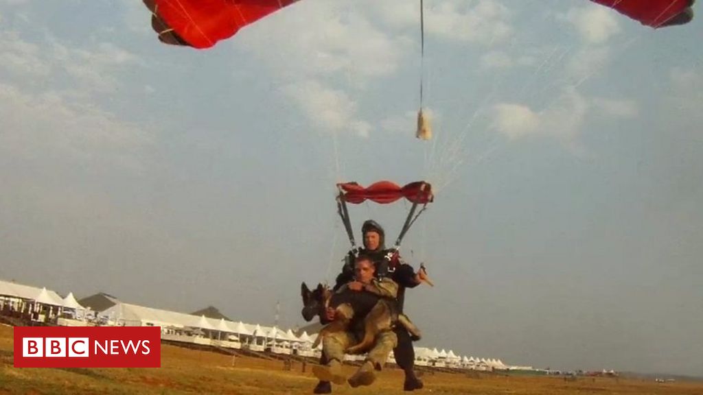 Os cães paraquedistas que combatem caçadores de animais na África